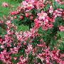 Escallonia Donard Radiance Pack Of 3!! (2Lt pot)